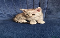 Mixed Breed cats for sale: Playful female kitten looking for permanent home - Image 3