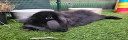Mini Lop rabbits for sale: Beautiful Mini Lion Lop - READY TO LEAVE - Advert 11