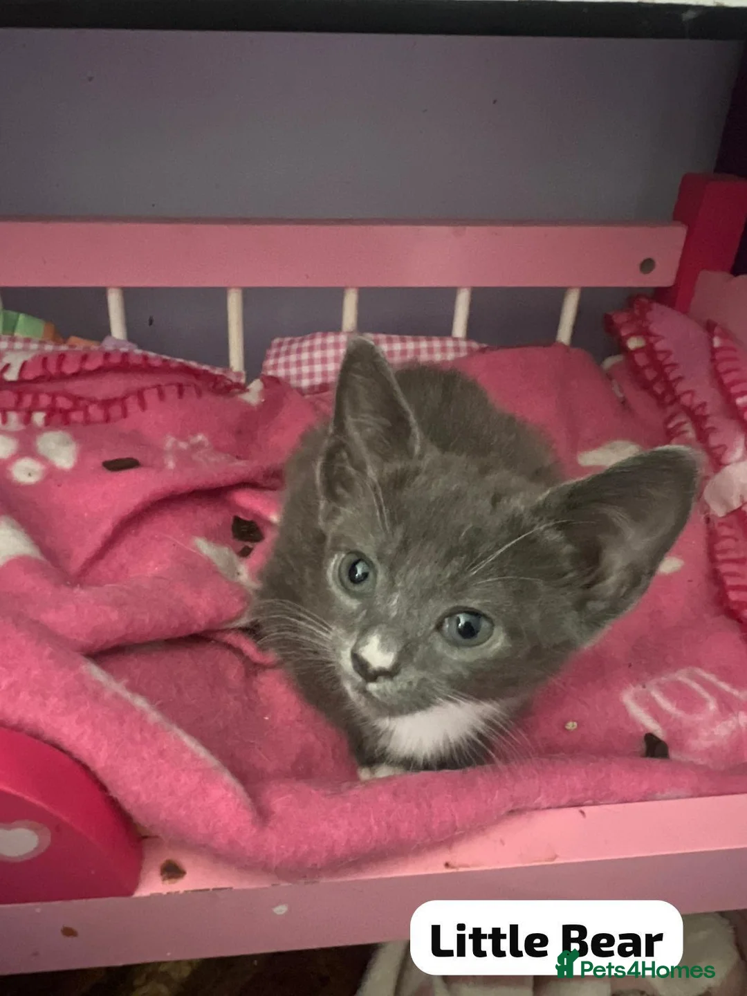 Mixed Breed cats for adoption: Blue/grey rescue male kitten looking for home - Advert 2
