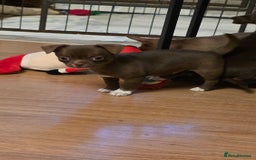 Chihuahua dogs for sale: Stunning Chocolate Chihuahua Puppies 🐶  - Image 7