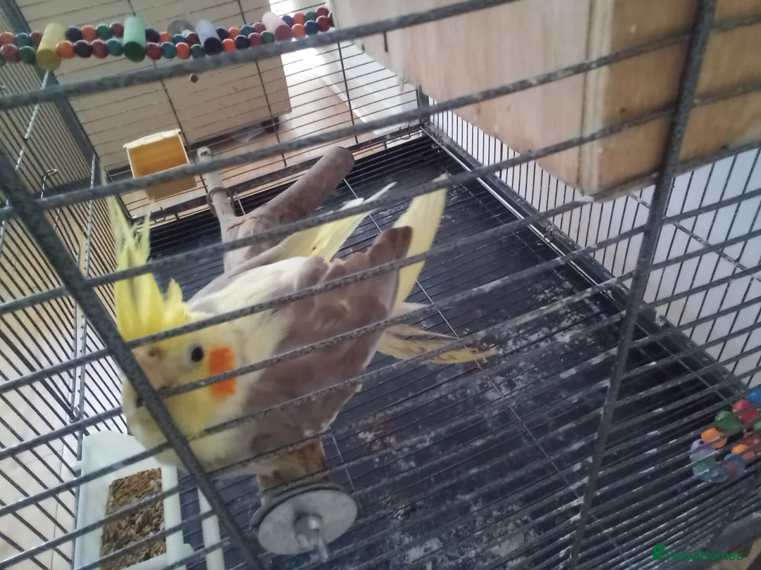 Cockatiels birds for sale: Bonded pair of cockatiels in Darwen - Advert 2