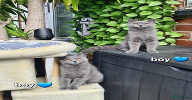 British Shorthair cats - Advert 14