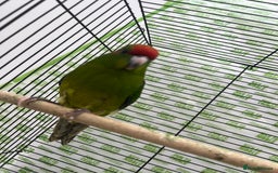 Parrots birds for sale: Semi-tamed kakariki  - Image 9