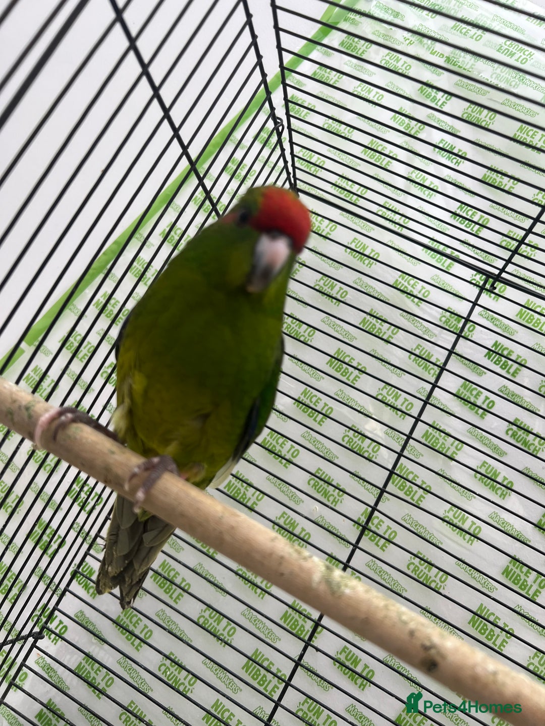 Parrots birds for sale: Semi-tamed kakariki  - Image 9