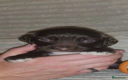 Cocker Spaniel dogs for sale: Cocker Spaniel Puppies🐕🐕 READY 30TH NOVEMBER 💙 - Advert 30