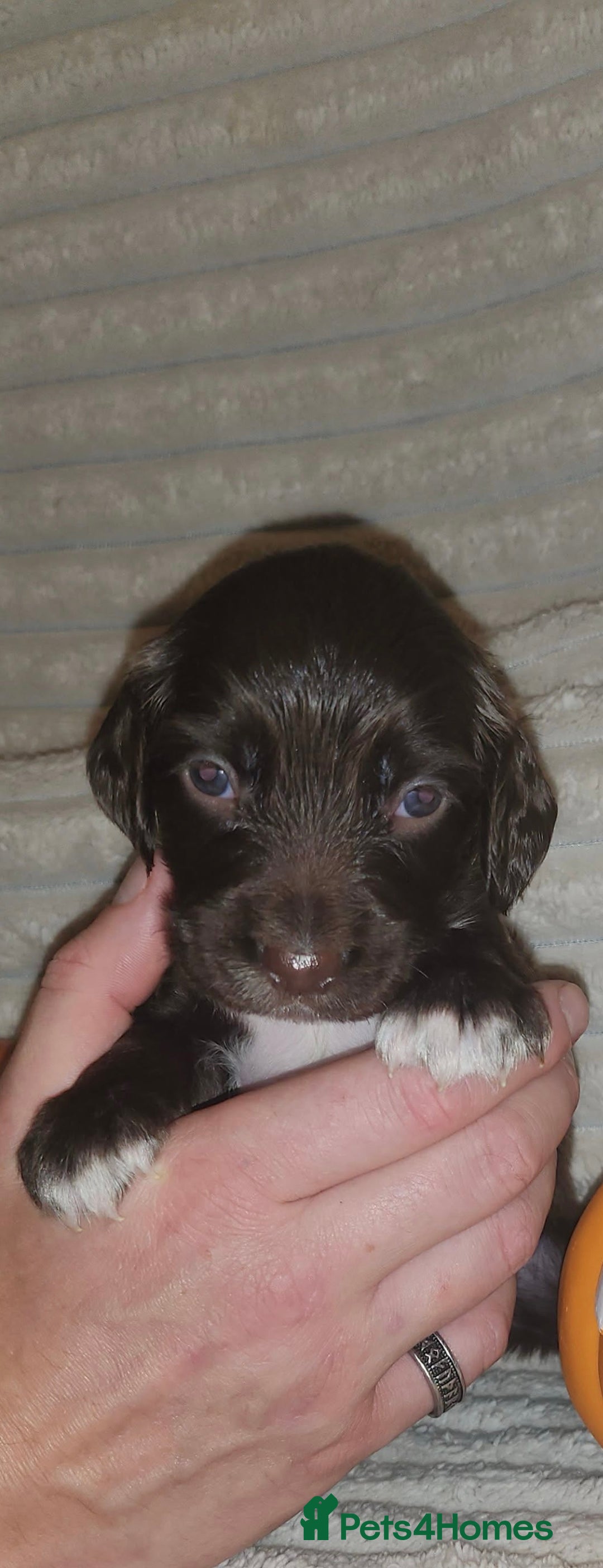 Cocker Spaniel dogs for sale: Cocker Spaniel Puppies🐕🐕 READY 30TH NOVEMBER 💙 - Advert 30