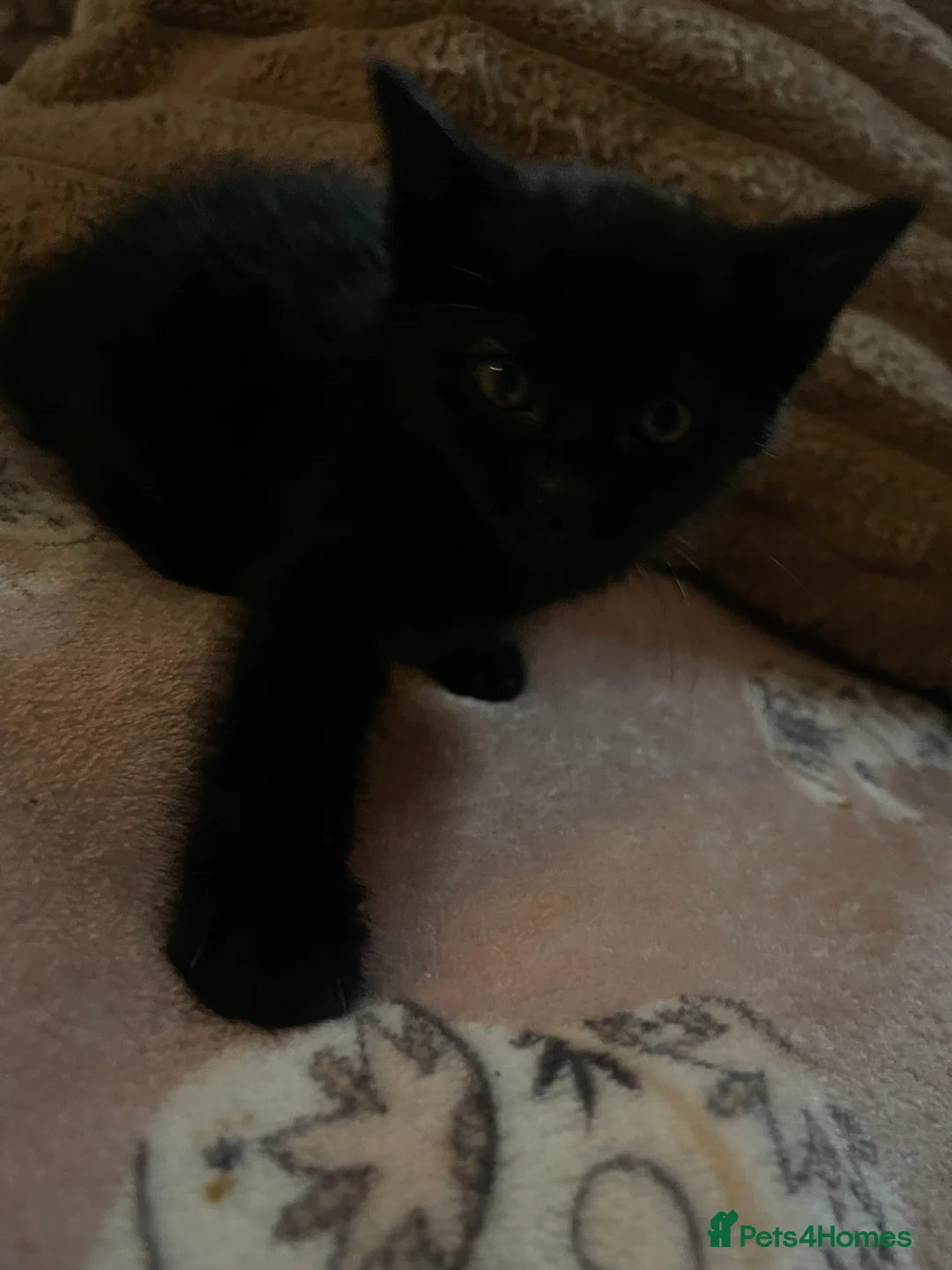 Domestic Shorthair cats for sale: Kittens for sale.  in Stockport - Advert 13