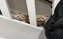 Mixed Breed cats for sale: Two left - 1 tortie girl. 1 dilute ginger boy.  - Image 3