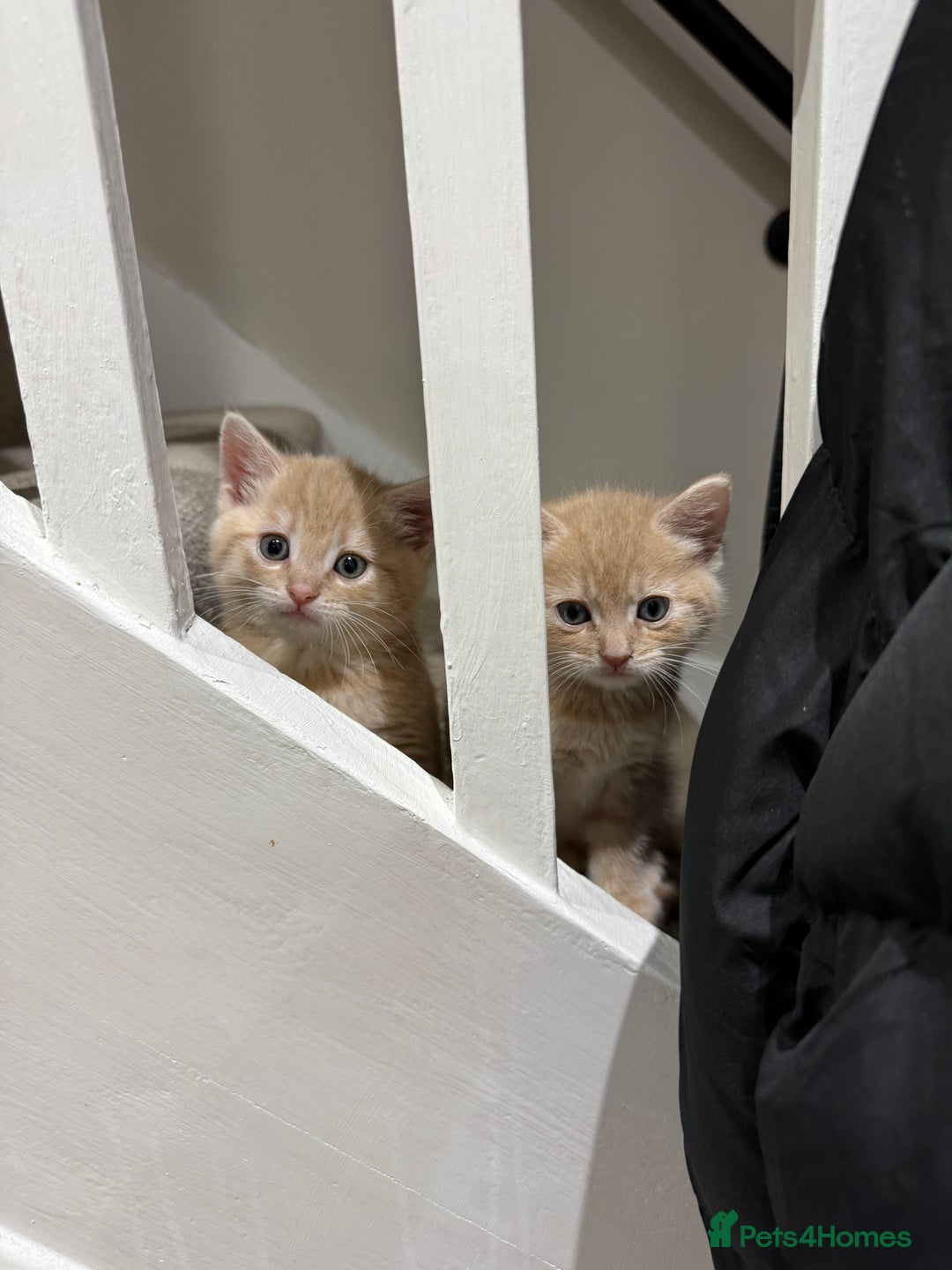 Mixed Breed cats for sale: Two left - 1 tortie girl. 1 dilute ginger boy.  - Image 3