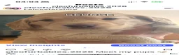 Cockapoo dogs for sale: Leicestershire Cockapoos Exten DNA&Genetic Tested  - Advert 23