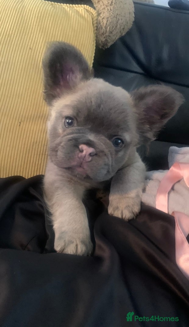 French Bulldog dogs Visual Isabella Furry Frenchie - Intact  - Advert 2