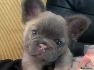 French Bulldog dogs Visual Isabella Furry Frenchie - Intact - Advert 2