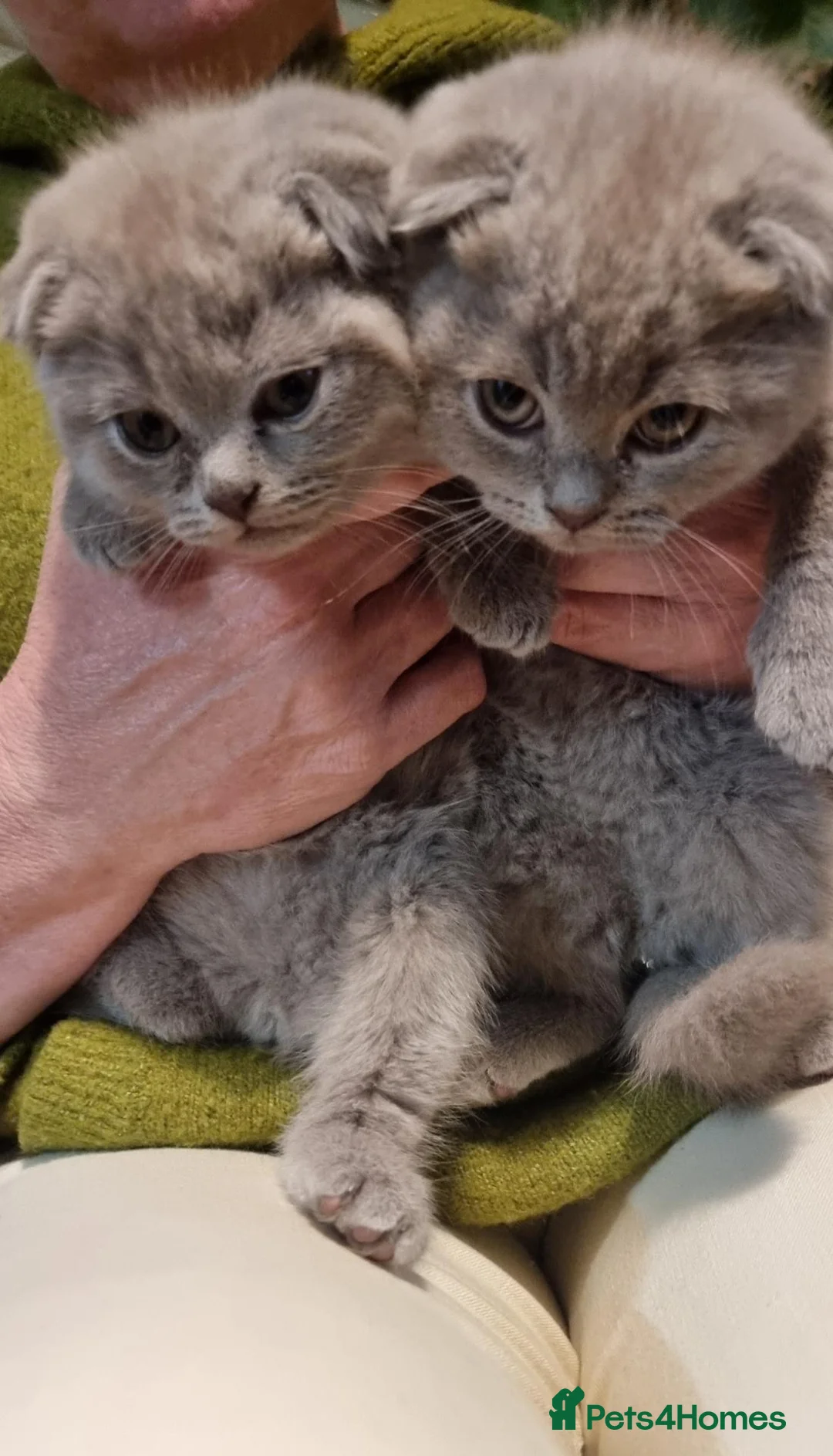 Scottish Fold cats for sale: Wonderful kittens 😸  - Advert 1
