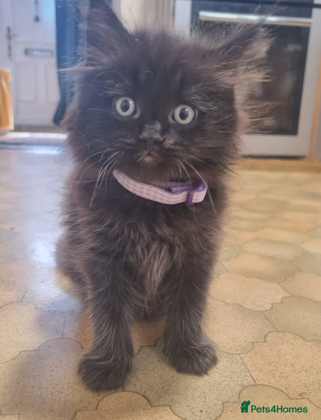 Mixed Breed cats for sale: 3 Ragdoll cross kittens, ready for thir new homes - Advert 2