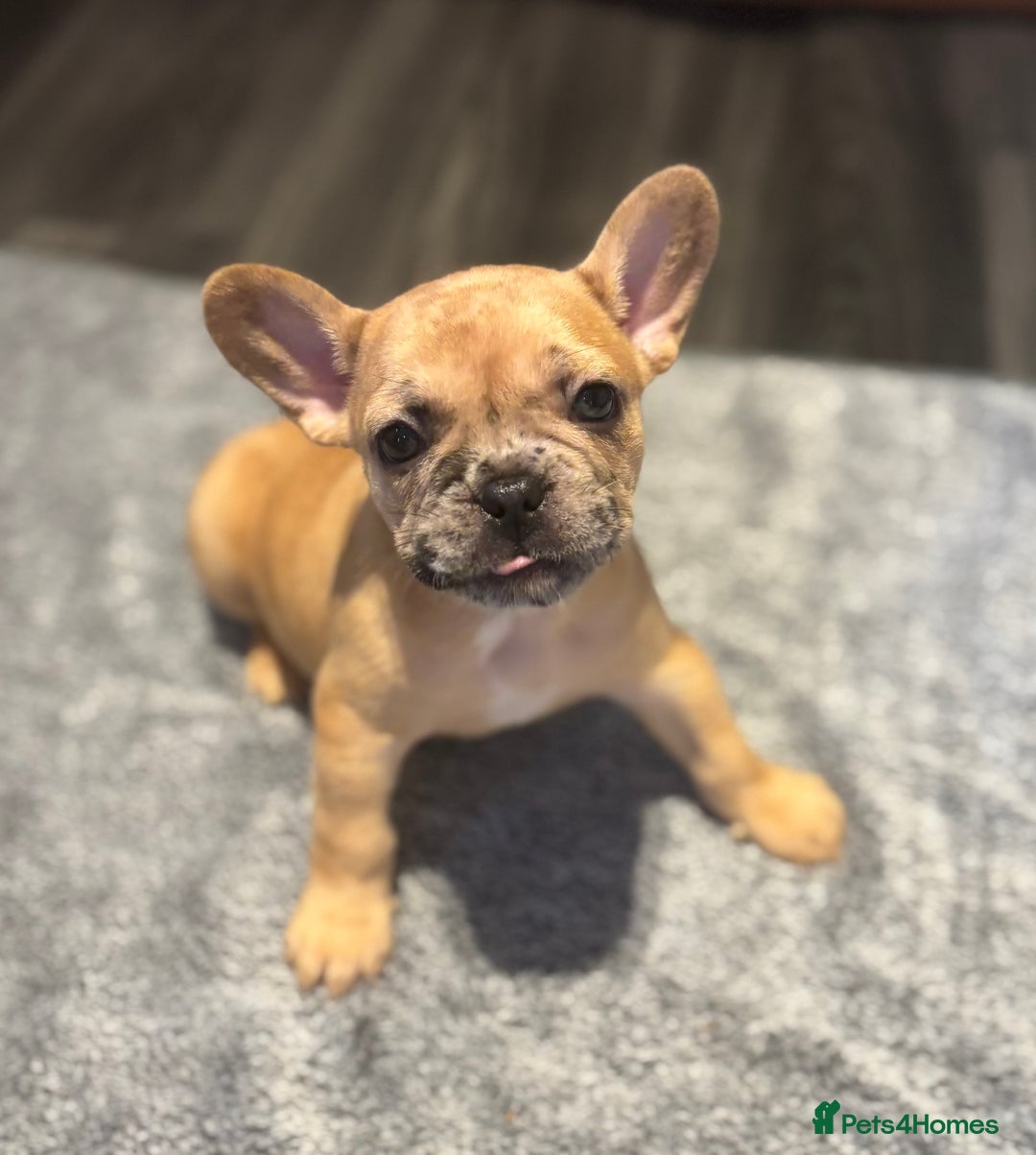 French Bulldog dogs for sale: LAST ONE REDUCED FRENCH BULLDOG 🐾 - Advert 10