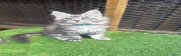 Maine Coon cats for sale: 5 Blue and Black smoke Maine Coon kittens left in Sudbury - Advert 8