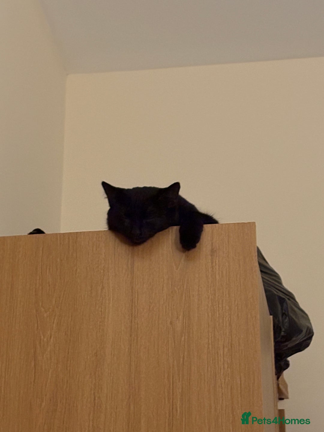 Domestic Shorthair cats for sale: 2 female bonded siblings - Image 2