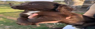 Cocker Spaniel 3