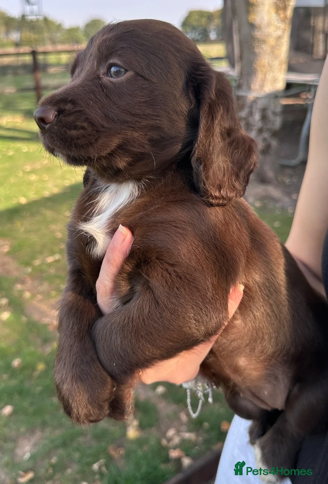 Cocker Spaniel dogs for sale: Working Cocker Spaniels 3 out of 5 Available  - Advert 2