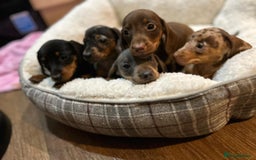 Miniature Dachshund dogs for sale: Stunning rainbow litter mini dachshunds - Advert 1