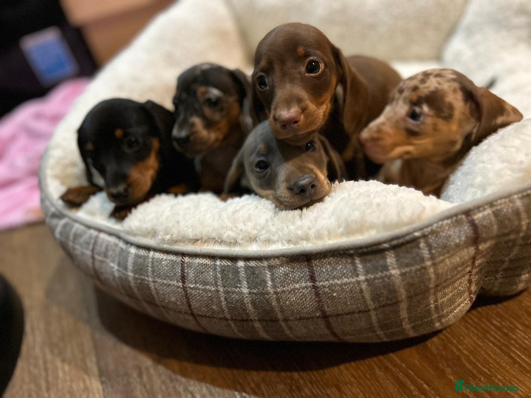 Miniature Dachshund dogs for sale: Stunning rainbow litter mini dachshunds - Advert 1