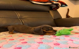 Miniature Dachshund dogs for sale: Adorable Blue and Tan puppies  - Image 7