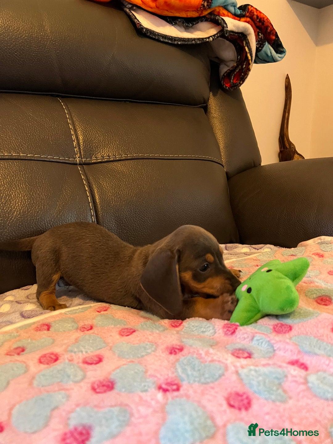Miniature Dachshund dogs for sale: Adorable Blue and Tan puppies  - Image 7