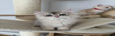 British Shorthair 3