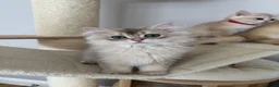 British Shorthair cats for sale: READY NOW! Pedigree kittens  - Advert 24