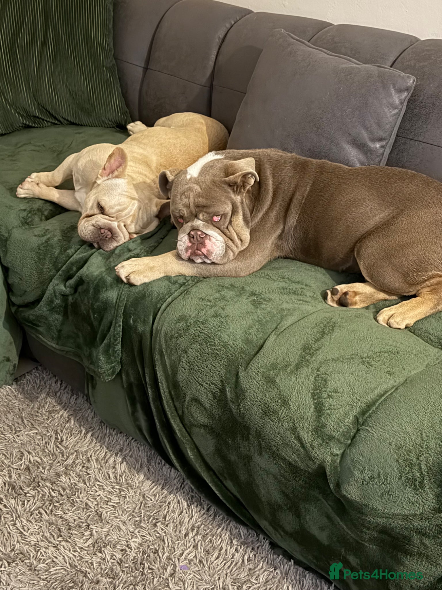 English Bulldog dogs English bulldog - Advert 1