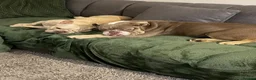 English Bulldog dogs for sale: English bulldog in Wigan - Advert 1