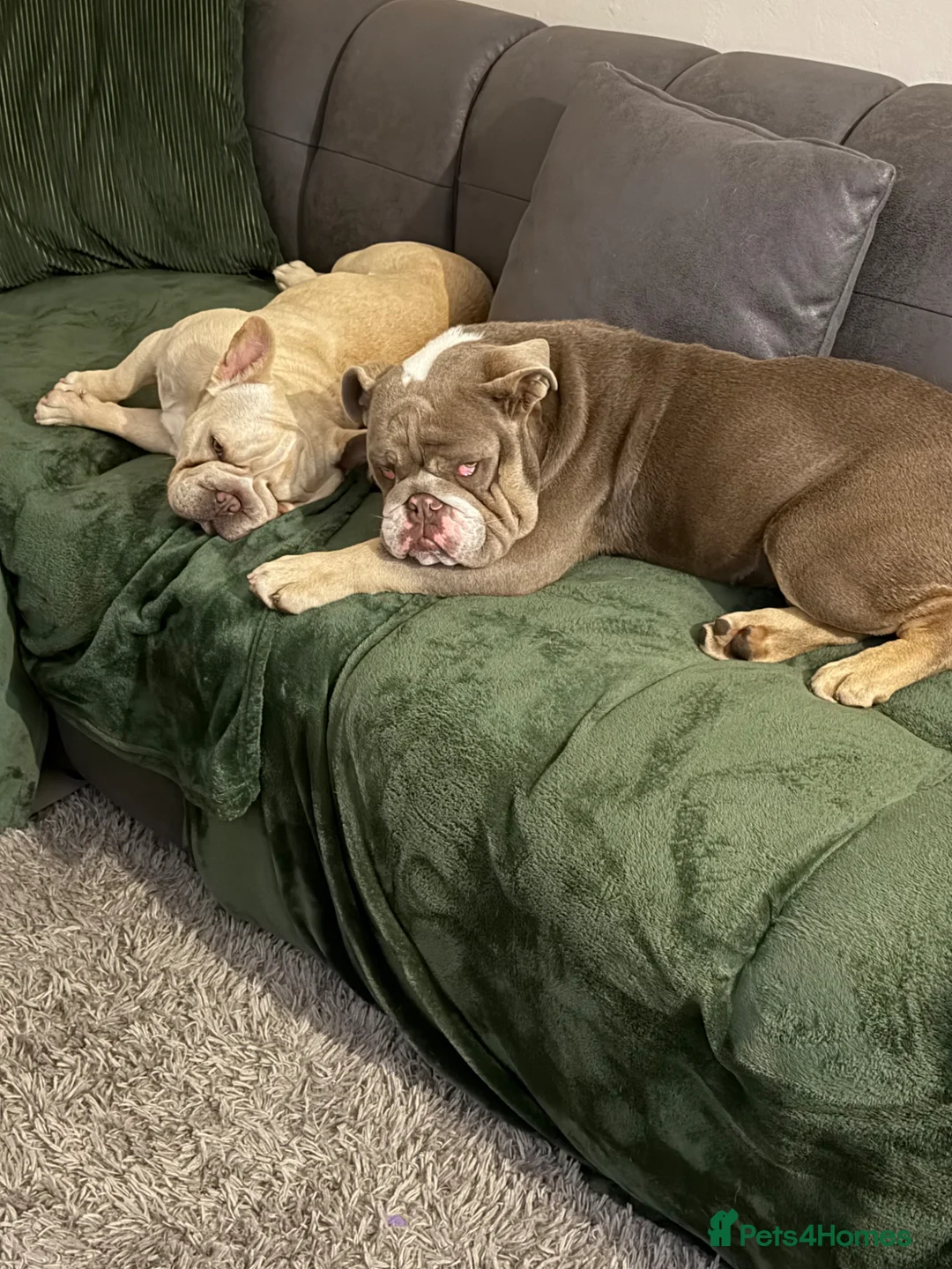 English Bulldog dogs for sale: English bulldog in Wigan - Advert 1