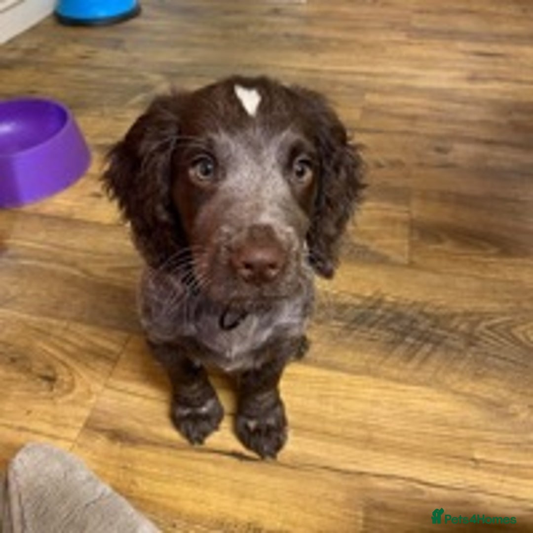 Cocker Spaniel dogs for stud: 🔥🔥WORKING ROAN COCKER STUD🔥🔥 in Gateshead - Advert 6