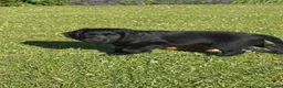 Cocker Spaniel dogs for sale: Two Black Working Cocker boys - 9 weeks in Dorchester - Advert 17