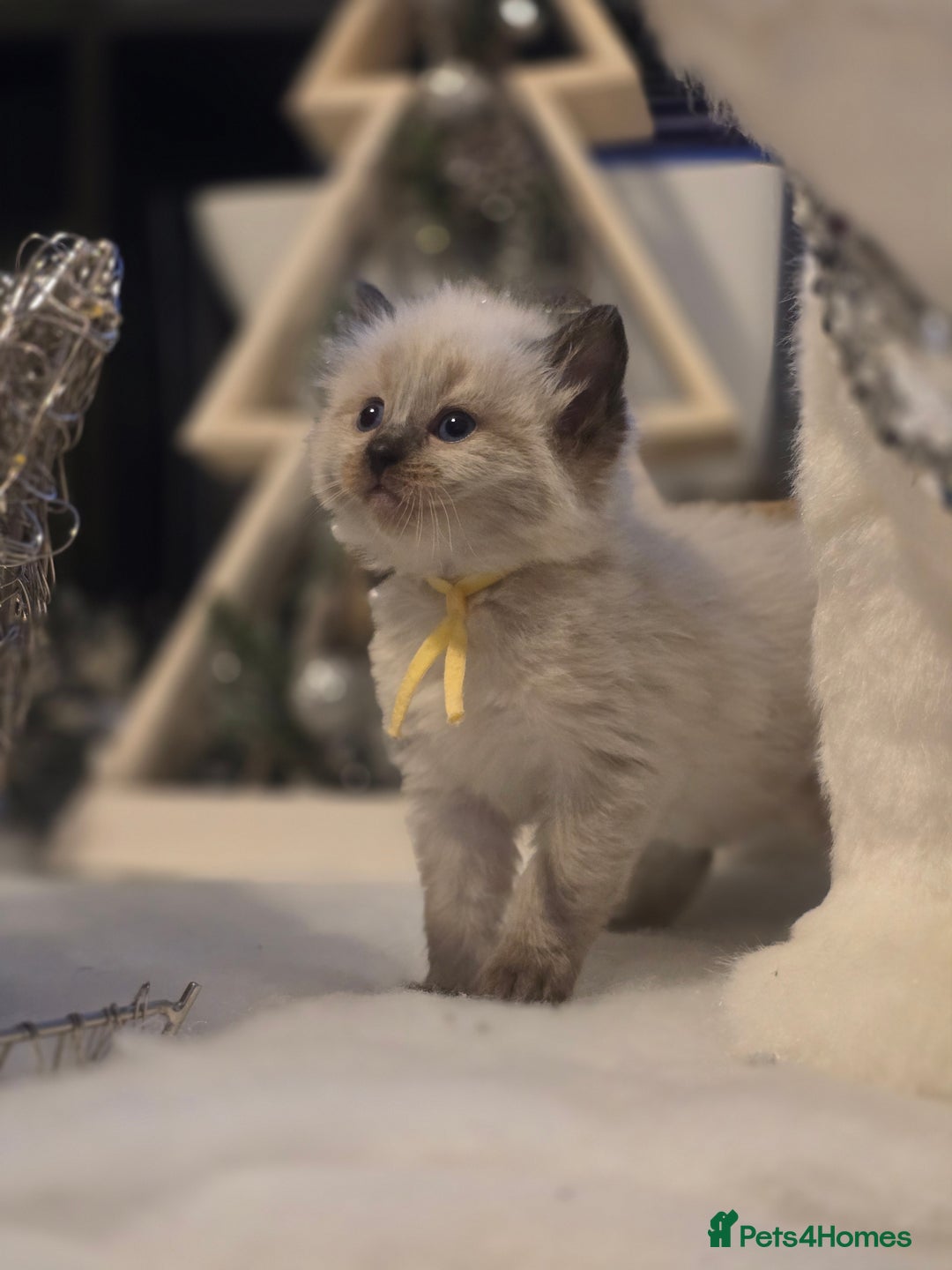 Ragdoll cats for sale: Precious GOOF Registered Ragdoll Kittens - 3 Girls - Advert 8