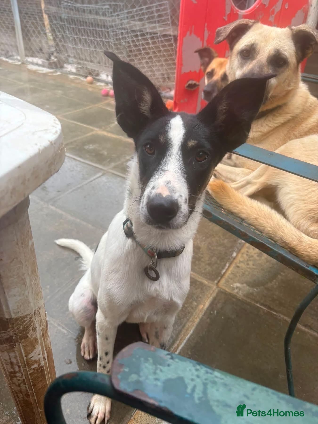 Mixed Breed dogs Max - Norwich Norfolk  - Advert 2