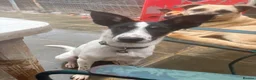 Mixed Breed dogs for adoption: Max - Norwich Norfolk  - Advert 1