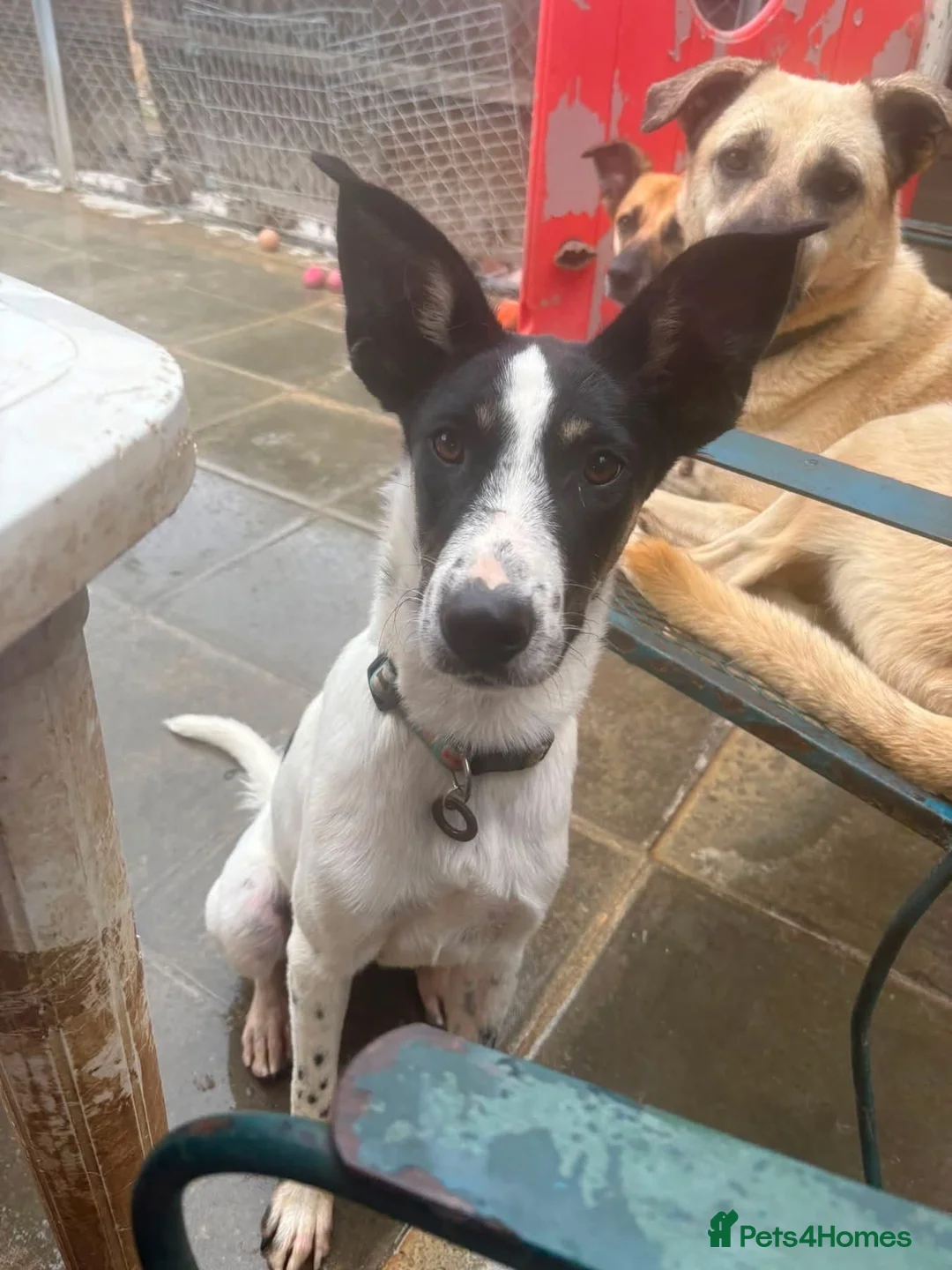 Mixed Breed dogs for adoption: Max - Norwich Norfolk  - Advert 1