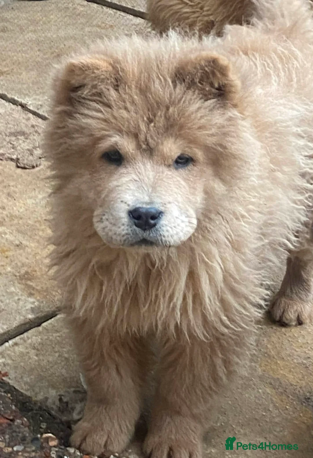 Chow Chow dogs for sale: Chow chow  - Advert 6