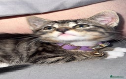 Mixed Breed cats for sale: Urgent Tabby kitten for sale - Image 6
