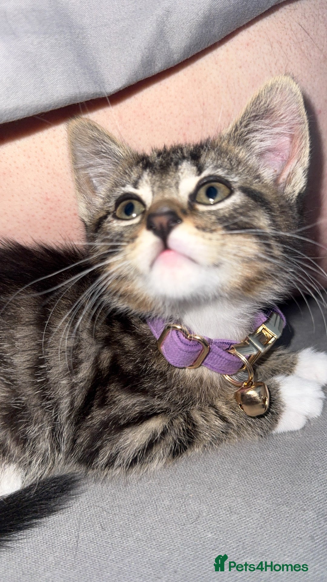 Mixed Breed cats for sale: Urgent Tabby kitten for sale - Image 6
