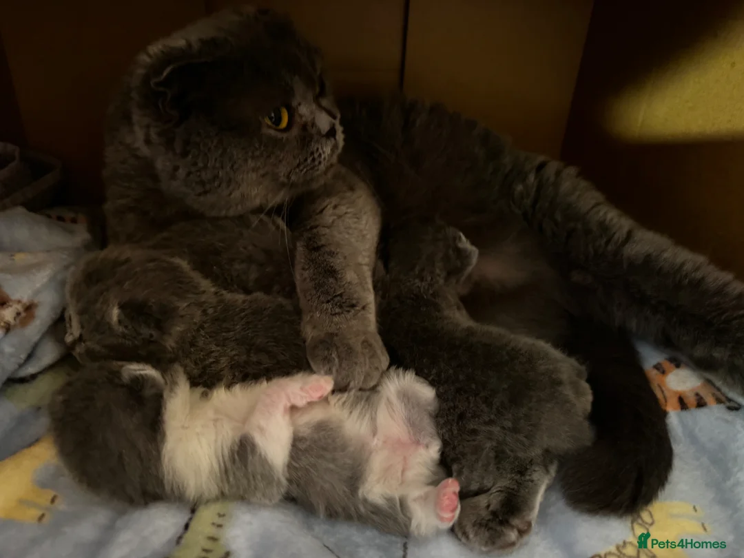 Scottish Fold cats for sale: Beautiful Scottish Kitten, Tica registered - Advert 1