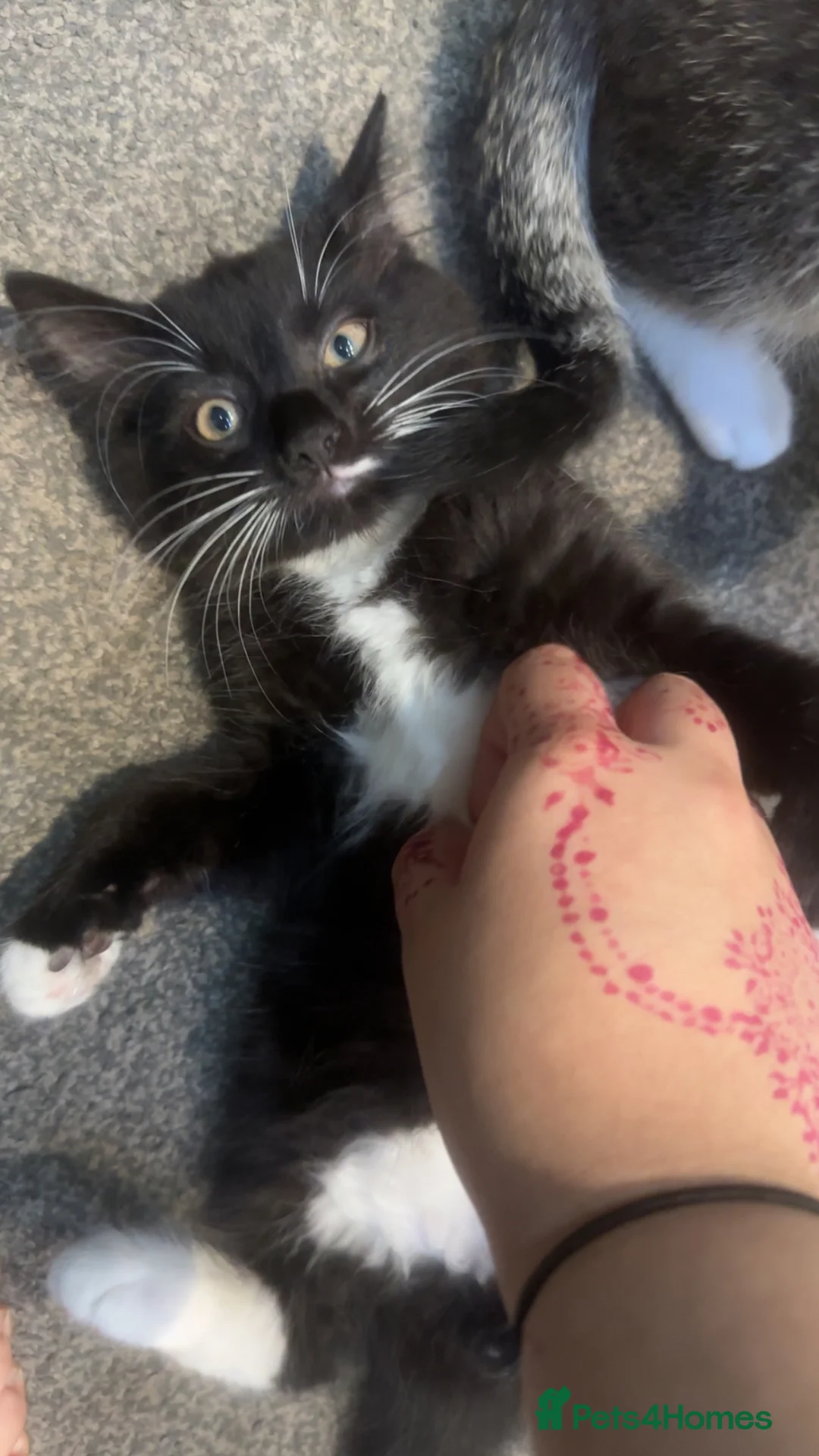 British Longhair cats for sale: 2 beautiful kittens for sale  - Advert 9
