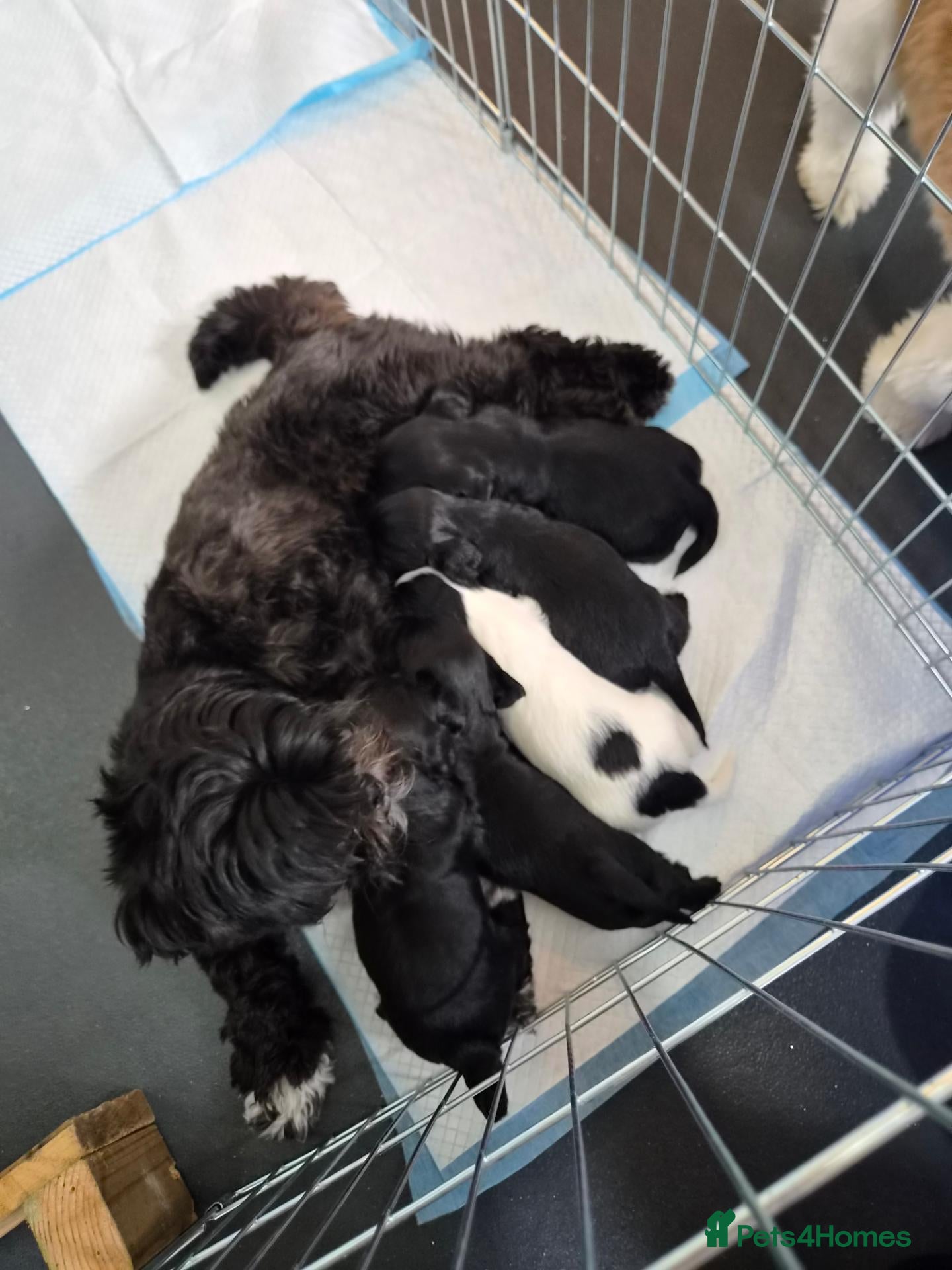 Mixed Breed dogs Cocker Spaniel x Shih Tzu Puppys - Advert 16