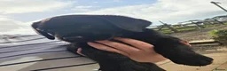 Labrador Retriever dogs for sale: 1 beautiful black labrador boy left - Advert 4