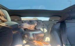 Miniature Dachshund dogs for sale: Miniature Dachshund  - Image 7