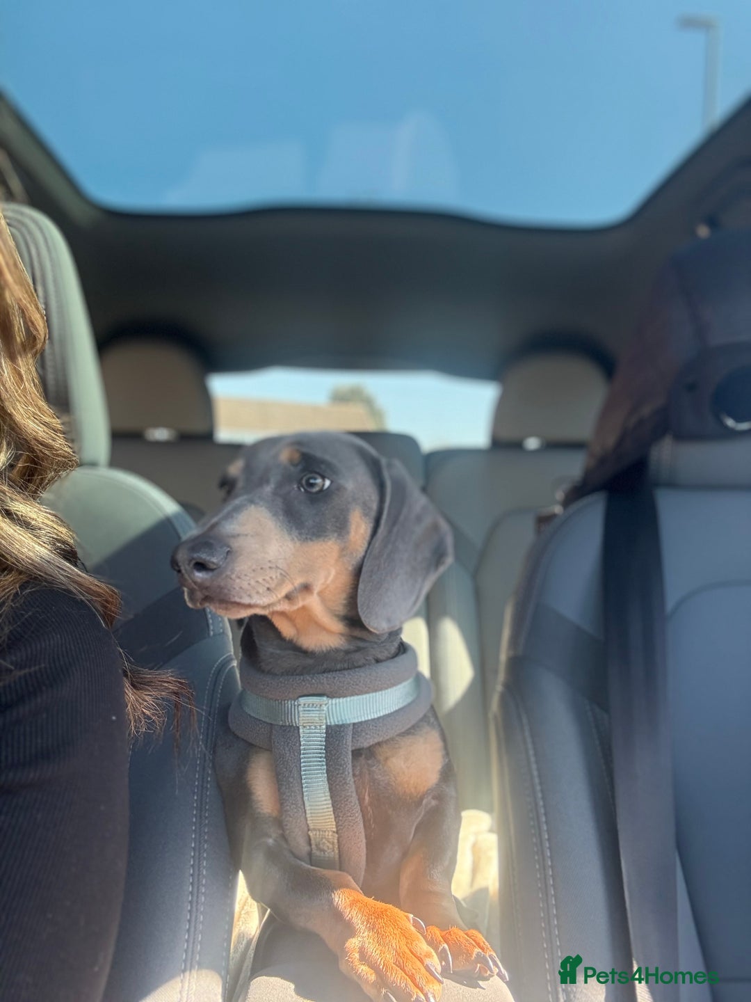 Miniature Dachshund dogs for sale: Miniature Dachshund  - Image 7