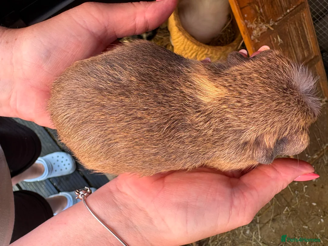 Guinea Pig rodents for sale: Ready to leave now 3 boars left - Advert 2