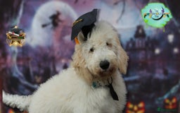 Goldendoodle dogs for stud: Multigenerational Goldendoodle for Stud  - Image 17