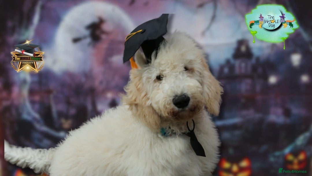 Goldendoodle dogs for stud: Multigenerational Goldendoodle for Stud  - Image 17